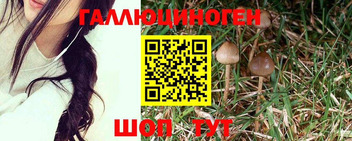 Галлюциногенные грибы Psilocybe Аша